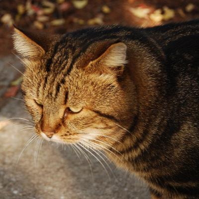 Прикрепленное изображение: cat_0123.jpg